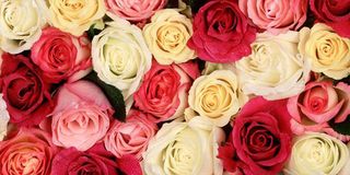Absolut keramica (Cobsa) English style Cenefa Roses