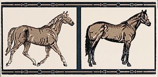 Petracers Grand Elegance Horses Su Panna
