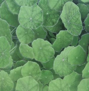 Напольная плитка Estanque Viejo Verde 30*30