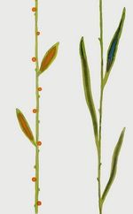 Novogres Futura декор Decor Ulan 30.3*48.1