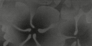 La fabbrica Montenapoleone керамогранит Grafite Floreale 60*30