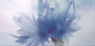 La fabbrica Montenapoleone декор Fiordaliso A 60*30