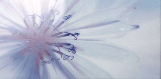 La fabbrica Montenapoleone декор Fiordaliso B 60*30