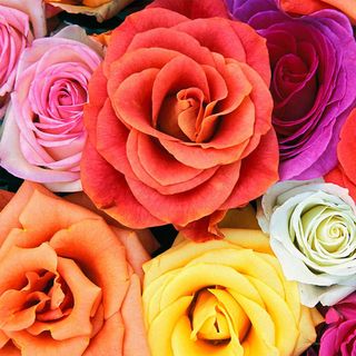 Absolut keramica (Cobsa) English style Decor Roses