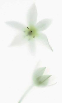 Viva Floranova декор Novagrei 31.5*52