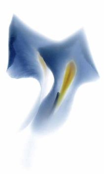 Viva Floranova декор Novagrei 31.5*52