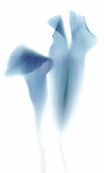 Viva Floranova декор Novagrei 31.5*52