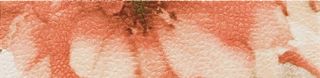 Aurelia Decor бордюр Inserto Fiore 4 25*6.5