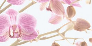 Brennero Blooming бордюр List. Blooming Rosa 20*10