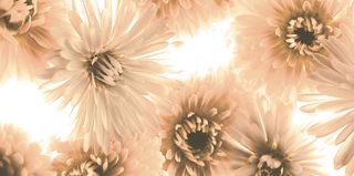 Brennero Blooming бордюр List. Blooming Salmone 20*10