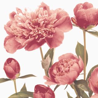 Brennero Blooming декор Dec. Blooming Bordeaux 20*20