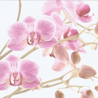 Brennero Blooming декор Dec. Blooming Rosa 20*20