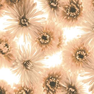 Brennero Blooming декор Dec. Blooming Salmone 20*20