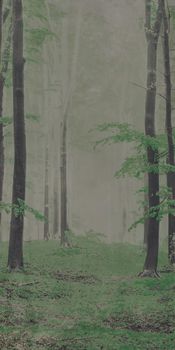 ABK Wide & Style керамогранит D+ Woods B 160*320