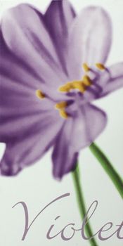La Mia Flora decoro violet