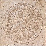 Cerdomus Thermae декор Ischia 15*15