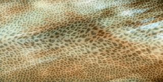 Roberto Cavalli Giaguaro Mask керамогранит Multicolor Rett. Lapp. 120*60