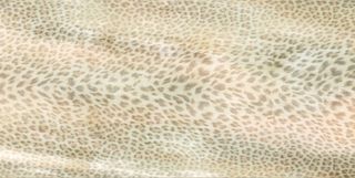 Roberto Cavalli Giaguaro Mask керамогранит Conchiglia Rett. 120*60