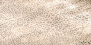 Roberto Cavalli Giaguaro Mask керамогранит Conchiglia Firma Rett. 120*60