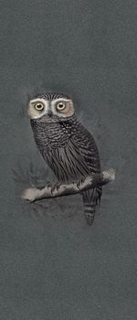 ABK Moooi Nesting Room настенная плитка Special Edition Hipnotic Owl 120*280*6