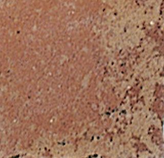 Вставка Sparagaia 5BDC788 8.37*8.37