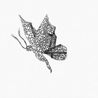 Bardelli Madama Butterfly декор L.111 07 20*20