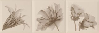 ABK Etoile декор Decoro Bloom Cipria  20*20